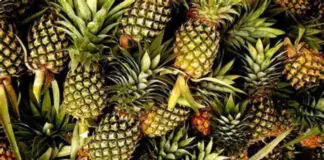 Pilipinas, second largest exporter sang pinya sa bug-os nga kalibutan