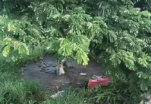 Lalaki, patay matapos magb*tay sa puno sang kahoy sa Brgy Tangub, Bacolod City Lalaki, patay matapos magb*tay sa puno sang kahoy sa Brgy Tangub, Bacolod City