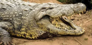 Pinakatigulang nga living crocodile sa kalibutan nga nangin amay sa masobra 10,000 ka mga buaya, aton kilalahon