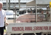 Kapag-on sang hog industry sa Negros Occidental, nagabalik na; ASF, wala na ginalauman nga magabalik Kapag-on sang hog industry sa Negros Occidental, nagabalik na; ASF, wala na ginalauman nga magabalik