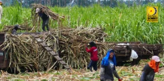 Sugar Summit, patigayunon sa Negros Occidental agud diskusyunan ang manubo nga millgate price sang kalamay