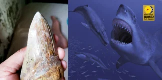 Unto sang ginapatihan megalodon, nakutkutan sa poso negro sa Pangasinan?