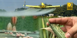 Mga alkalde sang banwa kag ciudad sa Negros Occidental, ginapahanugutan magpain sang pondo para sa aerial spraying batok sa RSSI