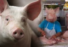 Grupo sang mga nagasagod sang baboy sa Negros Occidental, nagbuylog sa 3-day Pig Holiday