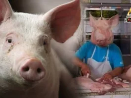 Grupo sang mga nagasagod sang baboy sa Negros Occidental, nagbuylog sa 3-day Pig Holiday
