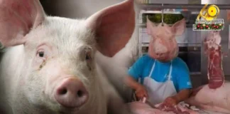Grupo sang mga nagasagod sang baboy sa Negros Occidental, nagbuylog sa 3-day Pig Holiday