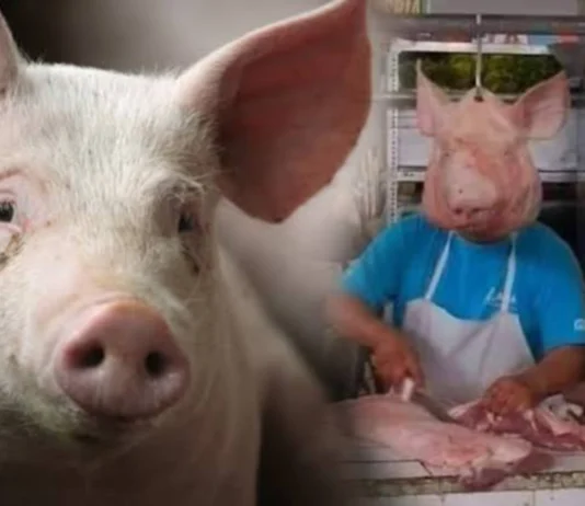Grupo sang mga nagasagod sang baboy sa Negros Occidental, nagbuylog sa 3-day Pig Holiday