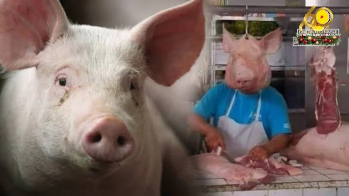 Grupo sang mga nagasagod sang baboy sa Negros Occidental, nagbuylog sa 3-day Pig Holiday Grupo sang mga nagasagod sang baboy sa Negros Occidental, nagbuylog sa 3-day Pig Holiday