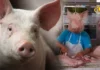 Hog raisers sa Negros Occidental, nanawagan sa gobyerno nga hagan-haganon lamang ang importasyon sang baboy Hog raisers sa Negros Occidental, nanawagan sa gobyerno nga hagan-haganon lamang ang importasyon sang baboy