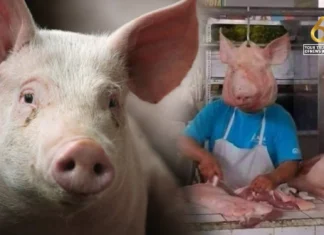 Hog raisers sa Negros Occidental, nanawagan sa gobyerno nga hagan-haganon lamang ang importasyon sang baboy Hog raisers sa Negros Occidental, nanawagan sa gobyerno nga hagan-haganon lamang ang importasyon sang baboy
