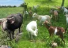 DA-NIR, may panugyan sa mga nagasagod sang livestock bilang preparasyon sa Super El Niño