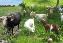 DA-NIR, may panugyan sa mga nagasagod sang livestock bilang preparasyon sa Super El Niño