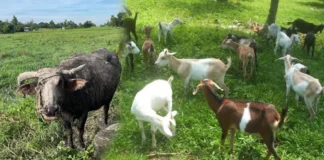 DA-NIR, may panugyan sa mga nagasagod sang livestock bilang preparasyon sa Super El Niño