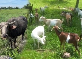 DA-NIR, may panugyan sa mga nagasagod sang livestock bilang preparasyon sa Super El Niño