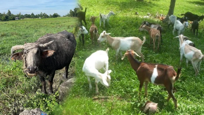 DA-NIR, may panugyan sa mga nagasagod sang livestock bilang preparasyon sa Super El Niño DA-NIR, may panugyan sa mga nagasagod sang livestock bilang preparasyon sa Super El Niño