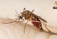 Napatay bangod sa dengue sa Negros Occidental, nagsaka na sa 23