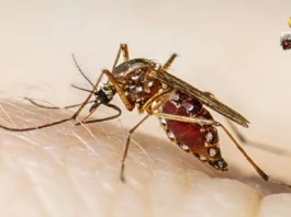 Napatay bangod sa dengue sa Negros Occidental, nagsaka na sa 23