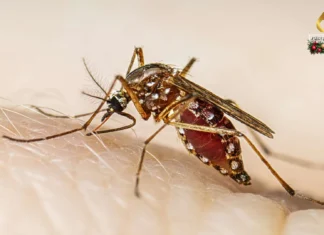Napatay bangod sa dengue sa Negros Occidental, nagsaka na sa 23 Napatay bangod sa dengue sa Negros Occidental, nagsaka na sa 23