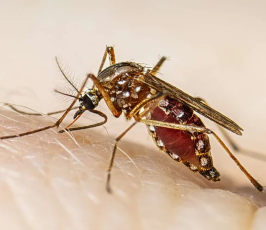 Napatay bangod sa dengue sa Negros Occidental, nagsaka na sa 23