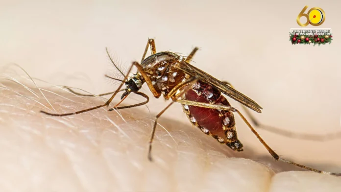 Napatay bangod sa dengue sa Negros Occidental, nagsaka na sa 23 Napatay bangod sa dengue sa Negros Occidental, nagsaka na sa 23