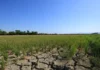 DA-NIR, ginklaro nga may dry spell subong nga Oktubre tubtob Nobyembre sa NIR; kag drought na halin sa last week sang Nobyembre tubtob Abril