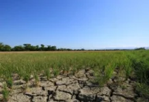 DA-NIR, ginklaro nga may dry spell subong nga Oktubre tubtob Nobyembre sa NIR; kag drought na halin sa last week sang Nobyembre tubtob Abril