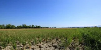 DA-NIR, ginklaro nga may dry spell subong nga Oktubre tubtob Nobyembre sa NIR; kag drought na halin sa last week sang Nobyembre tubtob Abril