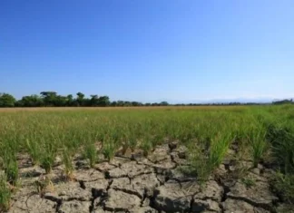 DA-NIR, ginklaro nga may dry spell subong nga Oktubre tubtob Nobyembre sa NIR; kag drought na halin sa last week sang Nobyembre tubtob Abril DA-NIR, ginklaro nga may dry spell subong nga Oktubre tubtob Nobyembre sa NIR; kag drought na halin sa last week sang Nobyembre tubtob Abril