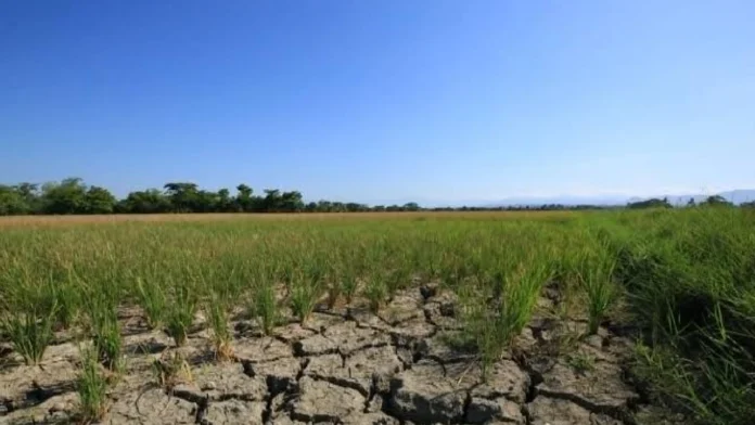 DA-NIR, ginklaro nga may dry spell subong nga Oktubre tubtob Nobyembre sa NIR; kag drought na halin sa last week sang Nobyembre tubtob Abril DA-NIR, ginklaro nga may dry spell subong nga Oktubre tubtob Nobyembre sa NIR; kag drought na halin sa last week sang Nobyembre tubtob Abril