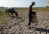 Kahalitan sang El Niño sa sektor sang agrikultura, nagdangat na sa balor P8.57 billion