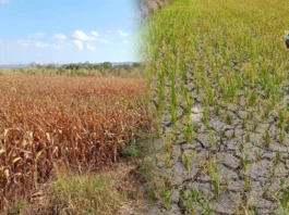 Kahalitan sang mainit nga tiyempo sa humayan kag maisan sa Negros Occidental, nagdangat na sa balor nga P42 billion