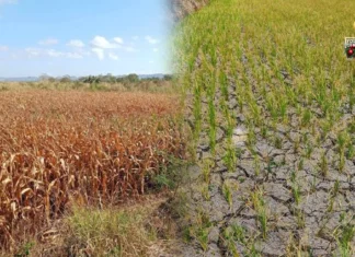 Kahalitan sang mainit nga tiyempo sa humayan kag maisan sa Negros Occidental, nagdangat na sa balor nga P42 billion