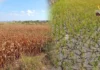 Kahalitan sang dry condition sa humay kag mais sa Negros Occidental halin Agosto tubtob Setyembre, nagdangat sa P41 million Kahalitan sang dry condition sa humay kag mais sa Negros Occidental halin Agosto tubtob Setyembre, nagdangat sa P41 million
