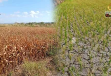 Kahalitan sang dry condition sa humay kag mais sa Negros Occidental halin Agosto tubtob Setyembre, nagdangat sa P41 million