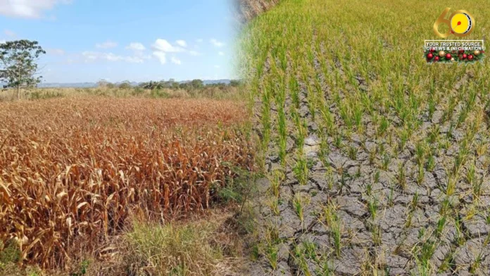 Kahalitan sang dry condition sa humay kag mais sa Negros Occidental halin Agosto tubtob Setyembre, nagdangat sa P41 million Kahalitan sang dry condition sa humay kag mais sa Negros Occidental halin Agosto tubtob Setyembre, nagdangat sa P41 million