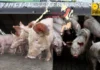 Provincial Government, ginapangitaan sang legal remedy nga mapwersa ang mga trader sang baboy, nga magbakal sa presyo nga ginlatag sang probinsya