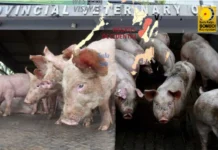 Provincial Government, ginapangitaan sang legal remedy nga mapwersa ang mga trader sang baboy, nga magbakal sa presyo nga ginlatag sang probinsya