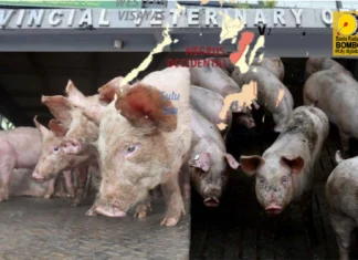 Provincial Government, ginapangitaan sang legal remedy nga mapwersa ang mga trader sang baboy, nga magbakal sa presyo nga ginlatag sang probinsya