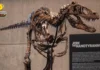 Fossils sang Nanotyrannus, nabaligya sa auction sa balor nga masobra P3 billion
