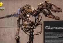 Fossils sang Nanotyrannus, nabaligya sa auction sa balor nga masobra P3 billion
