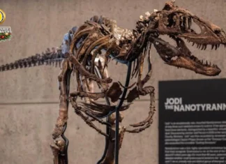 Fossils sang Nanotyrannus, nabaligya sa auction sa balor nga masobra P3 billion Fossils sang Nanotyrannus, nabaligya sa auction sa balor nga masobra P3 billion