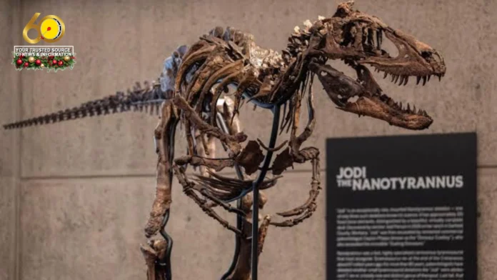 Fossils sang Nanotyrannus, nabaligya sa auction sa balor nga masobra P3 billion Fossils sang Nanotyrannus, nabaligya sa auction sa balor nga masobra P3 billion