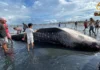 Patay nga butanding, nasapwan sa baybayon sa Brgy Singcang-Airport Patay nga butanding, nasapwan sa baybayon sa Brgy Singcang-Airport