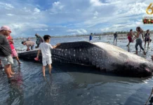 Patay nga butanding, nasapwan sa baybayon sa Brgy Singcang-Airport