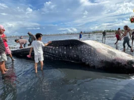 Patay nga butanding, nasapwan sa baybayon sa Brgy Singcang-Airport