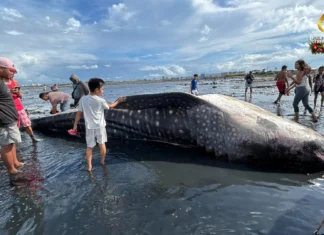 Patay nga butanding, nasapwan sa baybayon sa Brgy Singcang-Airport