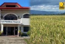 Binhi sang humay nga ipanagtag sang PhilRice sa mga rice farmers sa Region 6, Region 7, kag NIR, ginapaidalom pa sa test