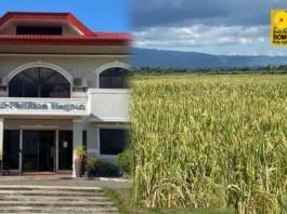 Binhi sang humay nga ipanagtag sang PhilRice sa mga rice farmers sa Region 6, Region 7, kag NIR, ginapaidalom pa sa test