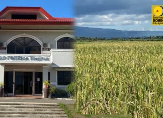 Binhi sang humay nga ipanagtag sang PhilRice sa mga rice farmers sa Region 6, Region 7, kag NIR, ginapaidalom pa sa test