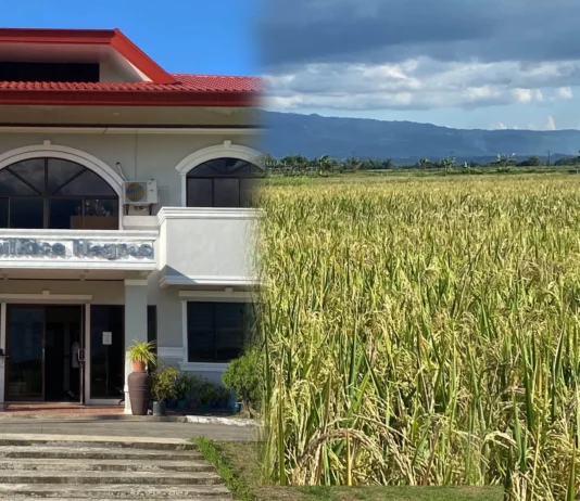 Binhi sang humay nga ipanagtag sang PhilRice sa mga rice farmers sa Region 6, Region 7, kag NIR, ginapaidalom pa sa test